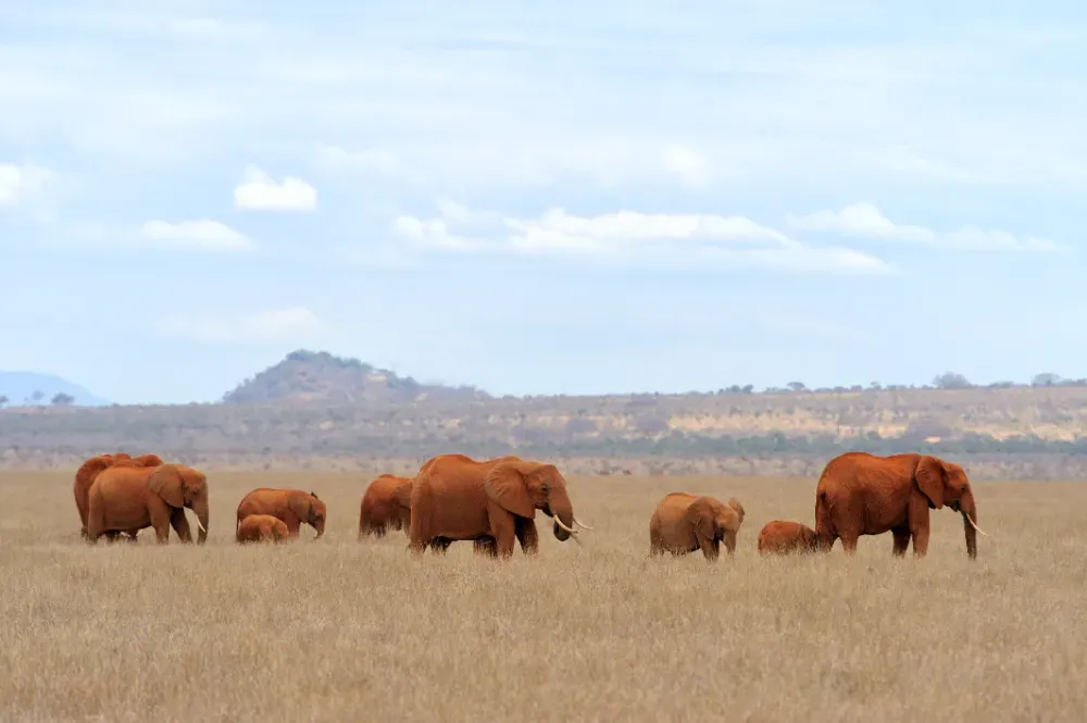 a herd of elephants
